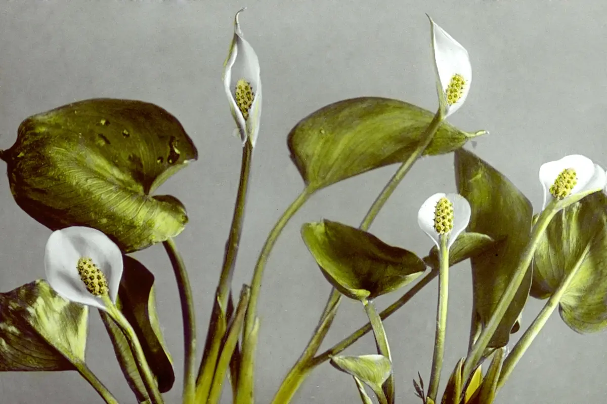 Shop Close up photo of white flowers on a grey background